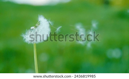 CLOSE UP, COPY SPACE, DOF: Close-up of a dandelion with seeds being carried away by the breeze. A dandelion losing seeds to the wind, set against green backdrop. Breeze sweeps fluffy dandelion seeds.