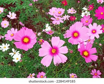 Close up, cosmos flower pink color flower blossom blooming soft blurred background for stock photo, houseplant, spring floral, nobody