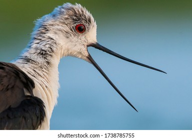 Close up, detail portrait view of a Black winged stilt (Himantopus himantopus) head, looking around during a nice warm sunset in the wetland. Wader bird photography, wildlife and birdwatching area. - Powered by Shutterstock