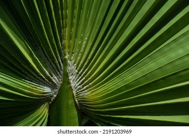 Close Up, Detail Shot And Background Of A Green Fresh Palm Frond Folded Like A Fan.