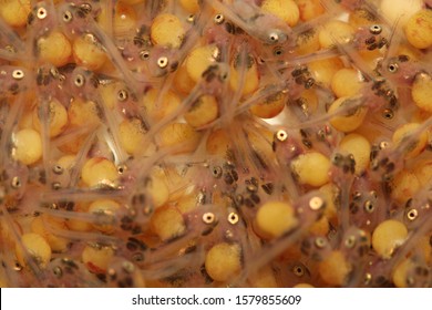 Close Up: The Development Of The Embryo Of Nile Tilapia Or Oreochromis Niloticus (Piscea: Cichlidae). Fish Eggs Development. Aquaculture Concept.