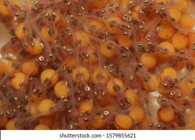 Close Up: The Development Of The Embryo Of Nile Tilapia Or Oreochromis Niloticus (Piscea: Cichlidae). Fish Eggs Development. Aquaculture Concept.