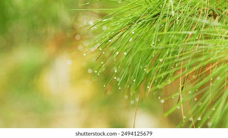 Close up. Dew Drop On A Pine Needle. Young Pine Needles In Bright Green Color With Water Drops After Spring Rain. - Powered by Shutterstock