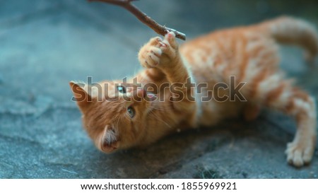 CLOSE UP, DOF: Curious ginger baby cat plays with its unrecognizable owner teasing it with a twig. Playful little orange tabby kitten grabs a twig with its adorably tiny sharp claws. Cute kitty.