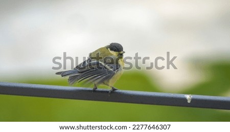 CLOSE UP, DOF: Curious great tit fledgling perching on fence on a spring day. Adorable moments while watching birds at home backyard. Colorful immature songbird looking out for his mother great tit.