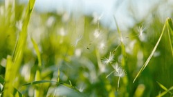 CLOSE UP, DOF: Detailed Shot Of Fluffy White Dandelion Seeds Floating Around The Tall Grass On A Sunny Day In The Idyllic Countryside. Blooming Dandelion Seeds Get Scattered Around The Lush Meadow.