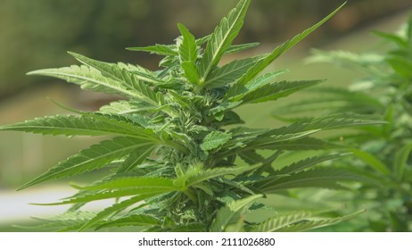 CLOSE UP, DOF: Detailed shot of crystallized THC buds ornating the weed plant growing at illegal garden. Warm breeze sways the budding marijuana plant blooming in spring. Swaying industrial hemp plant