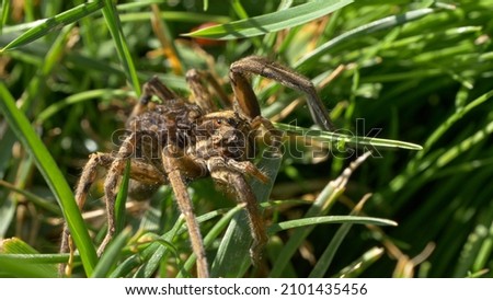 CLOSE UP, DOF: Detailed shot of a female spider exploring the sunny garden with her tiny babies on her back. Mother spider carries young hatchlings on her back while crawling across the meadow.