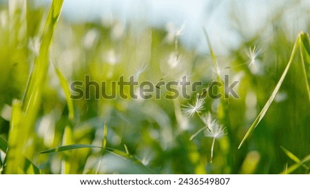 CLOSE UP, DOF: Detailed shot of fluffy white dandelion seeds floating around the tall grass on a sunny day in the idyllic countryside. Blooming dandelion seeds get scattered around the lush meadow.