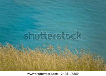 CLOSE UP, DOF: Detailed view of a waving grass on a cliff high above blue ocean. Nice colour contrasts between green meadow and blue sea along beautiful coastline of South England on sunny summer day