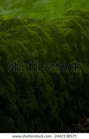 CLOSE UP, DOF: Dry stone wall covered with a rich texture of vibrant green moss. Enchanting view of overgrown wall in moist rural environment. A wonderful work of nature found near a shady forest.