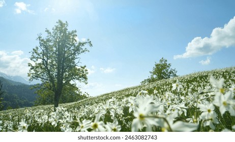 CLOSE UP, DOF: Endless green meadow in the sunny Alps is full of beautiful white narcissi. Grassy hill in untouched mountains is filled with blooming white daffodils. Picturesque springtime in Alps. - Powered by Shutterstock