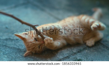CLOSE UP, DOF: Frisky baby ginger cat bites on a twig held by its unrecognizable owner. Playful little orange tabby kitten grabs a twig with its adorably tiny sharp claws and bites down on wood.