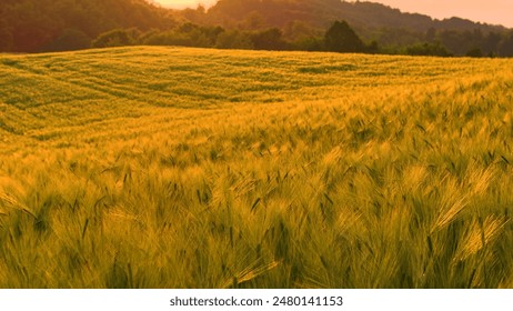 CLOSE UP, DOF: Golden light of setting sun gently shines on a rolling wheat field. Picturesque end to the day in the idyllic countryside with gentle hills and vast agricultural field of ripening wheat - Powered by Shutterstock