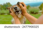 CLOSE UP, DOF: Joyful dog is being gently cuddled by its owner in the green garden. Doggo with its tongue out looks incredibly happy and relaxed. Affectionate moment with a cute pet and his human.