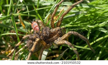 CLOSE UP, DOF: Mother spider carries young hatchlings on her back while crawling across the meadow. Detailed shot of a female spider exploring the sunny garden with her tiny babies on her back.