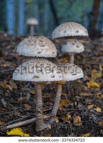 CLOSE UP, DOF: Parasol mushrooms growing among colorful leaves in autumn forest. Fairy ring of fungus Macrolepiota procera among fallen leaves in woods. Pleasant sight that delights a mushroom picker