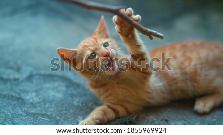 CLOSE UP, DOF: Playful little orange tabby kitten grabs a twig with its adorably tiny sharp claws. Curious ginger baby cat plays with its unrecognizable owner teasing it with a twig. Cute kitty.