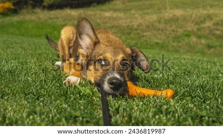 CLOSE UP, DOF: A playful puppy with floppy ears lying on the grass with a chew toy and looking curious. Adorable young dog with ears perked up lying in the grass and playing with its range toy bone.