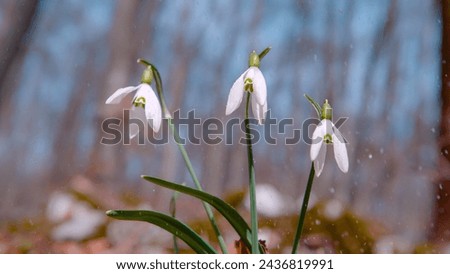 CLOSE UP, DOF: A refreshing spring rain falls on three fragile snowbell flowers in the sun. Mist sparkles in the sunshine coming through the trees of the forest. Raindrops bounce off the leaves.