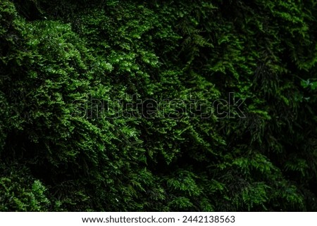 CLOSE UP, DOF: Rich texture of a wet vibrant green moss covering dry stone wall. Stunning details of a lush moisture loving plant on the edge of a shady and damp woodland in the English countryside.