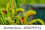 CLOSE UP, DOF: Trap leaf of a carnivorous Dionaea muscipula plant closes in on a small unsuspecting insect. Close up shot of a tropical venus flytrap devouring a grey bug. Insect gets eaten by flower.