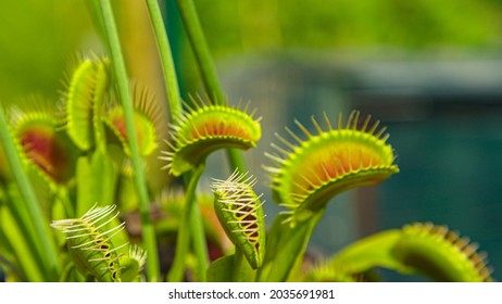 CLOSE UP, DOF: Tropical venus flytrap closes its trap and devours an unsuspecting bug exploring a botanical garden full of carnivorous plants. Dionaea muscipula closes two of its traps a to eat bugs.