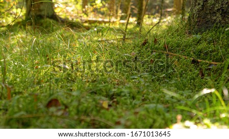 CLOSE UP, DOF: Warm autumn sunlight illuminates the wet and mossy forest floor. Lone stalks of grass sprouting out of the soft moss sway in the gentle spring breeze. Detailed shot of lush green moss.