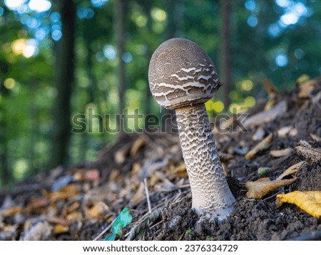 CLOSE UP, DOF: Young parasol mushroom growing in forest among fallen leaves. Delightful view during walk in countryside. Beautiful and edible parasol mushroom growing in the woods after autumn rain.