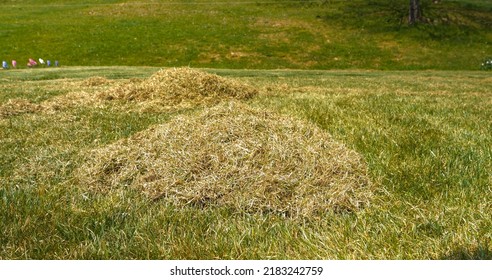 CLOSE UP: Dry Old Grass Leftovers After Lawn Aerating At Home Backyard Garden. Piles Of Felts On Green Grass After Aeration Of The Lawn. Springtime Lawn Maintenance For Green Grass Growth Enhancement.