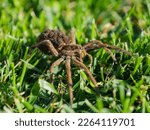 CLOSE UP: European tarantula on mowed green lawn with offspring on her back. Tarantula wolf spider carrying little spiderlings on her abdomen. Venomous eight-legged predator hunting pests in garden.