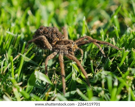CLOSE UP: European tarantula on mowed green lawn with offspring on her back. Tarantula wolf spider carrying little spiderlings on her abdomen. Venomous eight-legged predator hunting pests in garden.