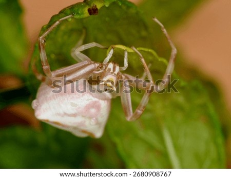 close up, face on view of a Heather Crab spider showing its pedipalps (small legs adapted for manipulation), chelicerae (jaws) and eyes