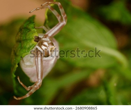 close up, face on view of a Heather Crab spider showing its pedipalps (small legs adapted for manipulation), chelicerae (jaws) and eyes