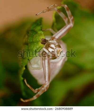 close up, face on view of a Heather Crab spider showing its pedipalps (small legs adapted for manipulation), chelicerae (jaws) and eyes