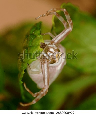 close up, face on view of a Heather Crab spider showing its pedipalps (small legs adapted for manipulation), chelicerae (jaws) and eyes