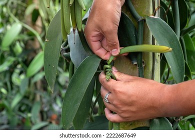 Close Up, Farmer Is Picking Ripe Vanilla Pods From The Plantation, Selective Focus