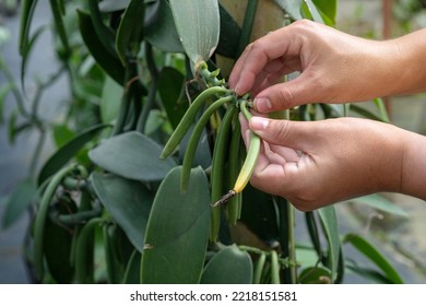 Close Up, Farmers Harvest The Ripe Vanilla Pods On The Plantation, Selective Focus