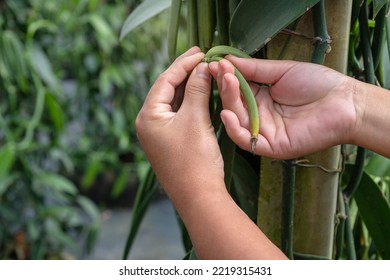 Close Up, Farmers Harvest Ripe Vanilla Pods From The Plantation, Selective Focus