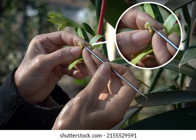 Close up, farmers pollinate vanilla by hand, enlarged pic of flowers in a circle frame, Vanilla planifolia 