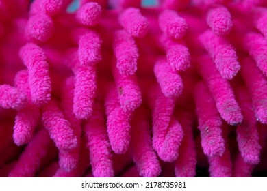 Close Up, A Feather Duster That Has A Beautiful Texture