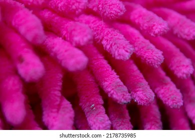 Close Up, A Feather Duster That Has A Beautiful Texture