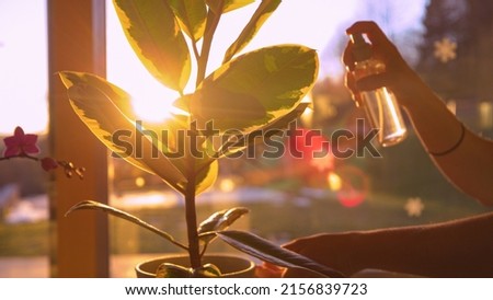 CLOSE UP: Female hand spraying leaves of ficus elastica backlit with golden light. Spray shine from a spray bottle while refreshing leaves of domestic plant. Indoor gardening in beautiful light. Foto stock © 