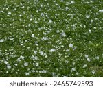 CLOSE UP: Green lawn is getting covered with white hailstones after a hailstorm. Small ice pellets contrast with the green grass, highlighting the serious impact of severe weather and storms aftermath