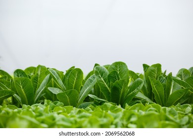 close up, green vegetable fresh organic in greenhouse. food hydroponic healthy. copy space.