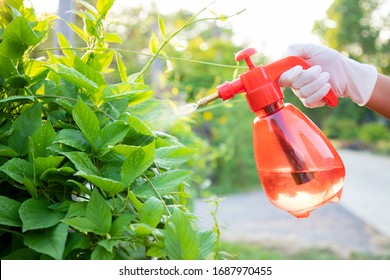 Close up, Hand of the woman wear gloves using bottle spraying mix Bio fertilizer to green vegetables in the farmimg. Maintenance of non-toxic vegetables for eating in the family. In the evening. - Powered by Shutterstock