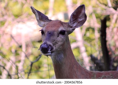 The close up, head shot, of a deer eating a blade of grass. The grass is sticking out of the deer's mouth. The animals is full of ticks. You can see the ticks embedded in the deer's head and ears.