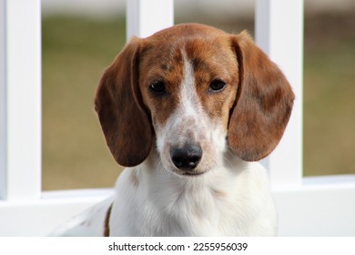 The close up, head shot of a piebald and brindle colored dachshund. - Shutterstock ID 2255956039