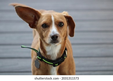 The close up, head shot of a small Chiweenie, a mix of Chihuahua and Dachshund dog breeds. He is wearing a black and green collar, has tan fur, and white markings down his snout.