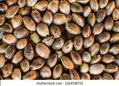 Close up. Hemp seeds background in macro. Macro detail of marijuana seed.